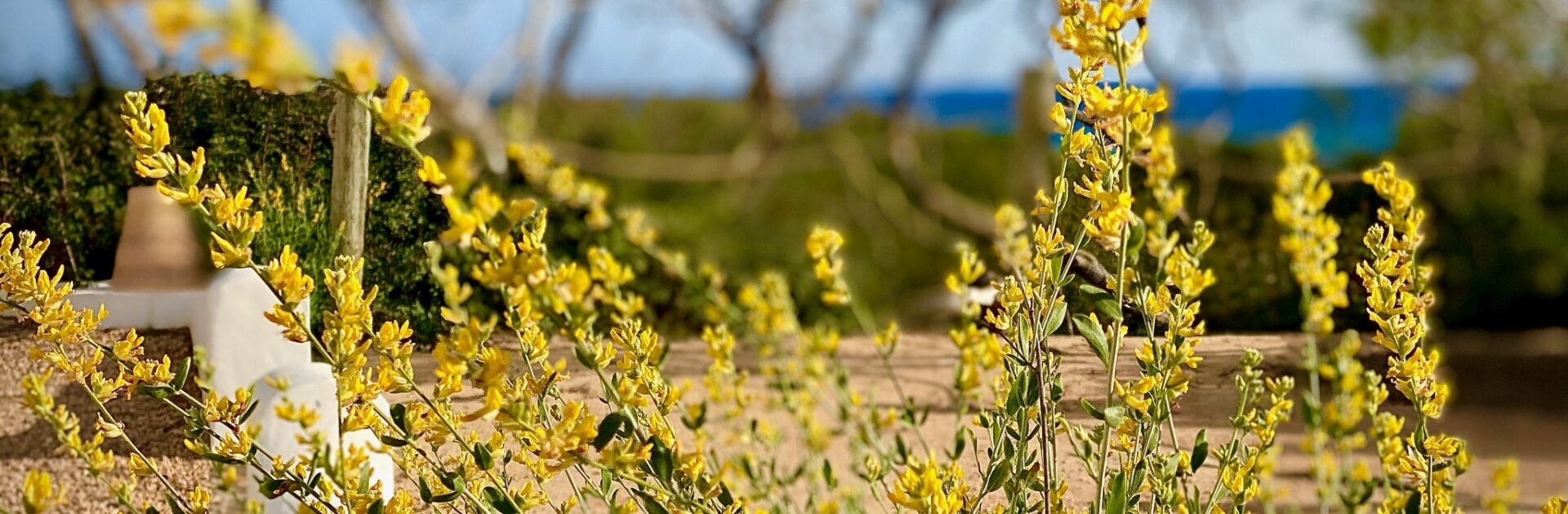 Gelbes Kleeblatt auf Formentera während des Frühlings und Ostern