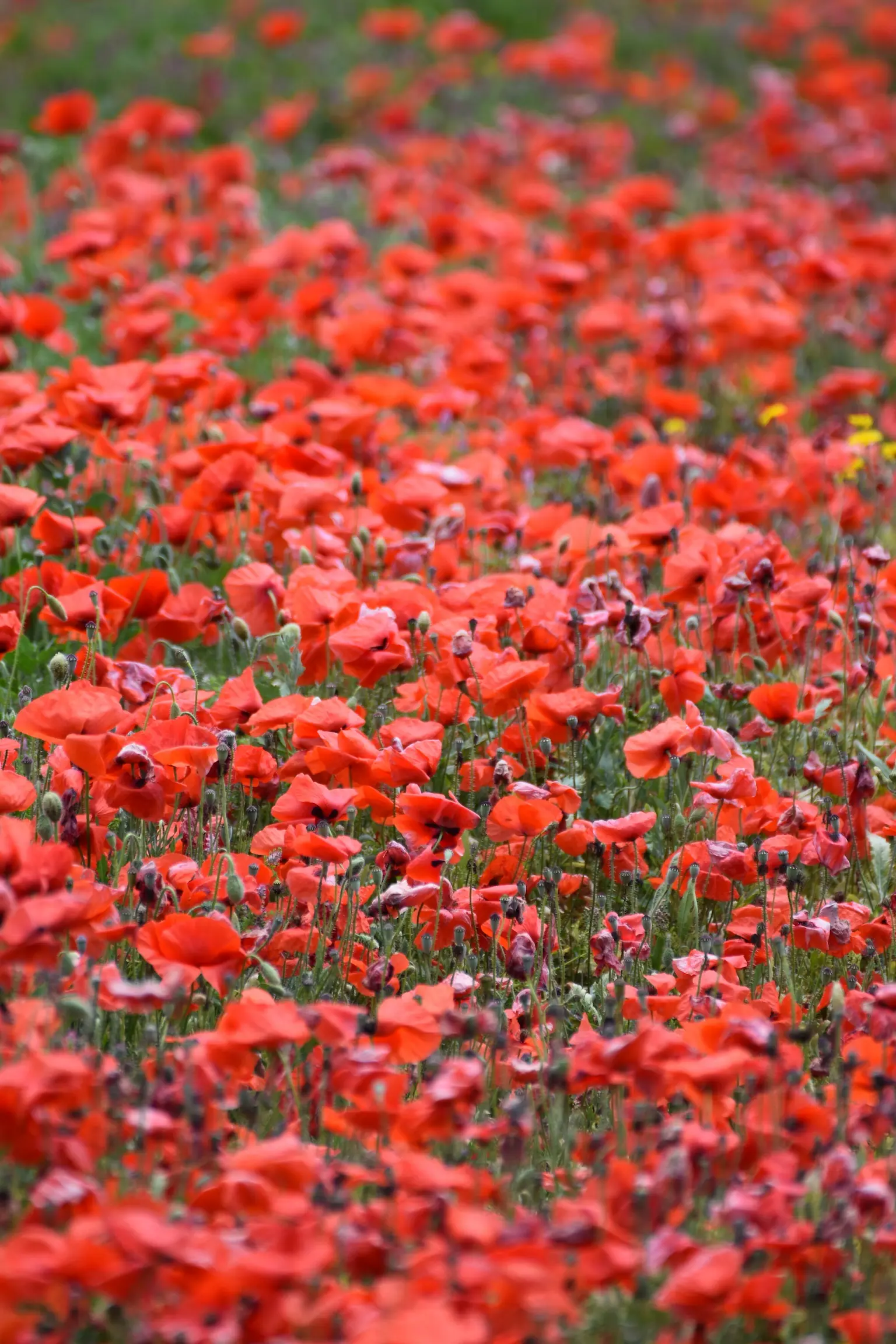 Red Poppies in Formentera
